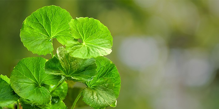 Centella asiatica o que e origem nome popular